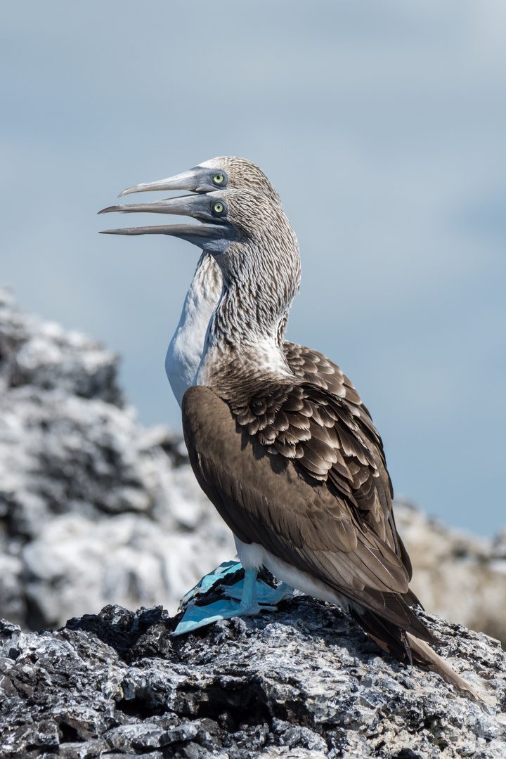 Blaufußtölpel (Sula nebouxii), Santa Cruz, Galápagos