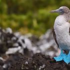 Blaufußtölpel,Galapagos
