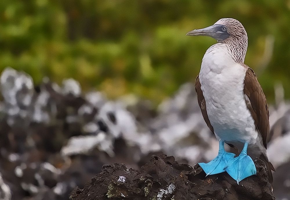Blaufußtölpel,Galapagos