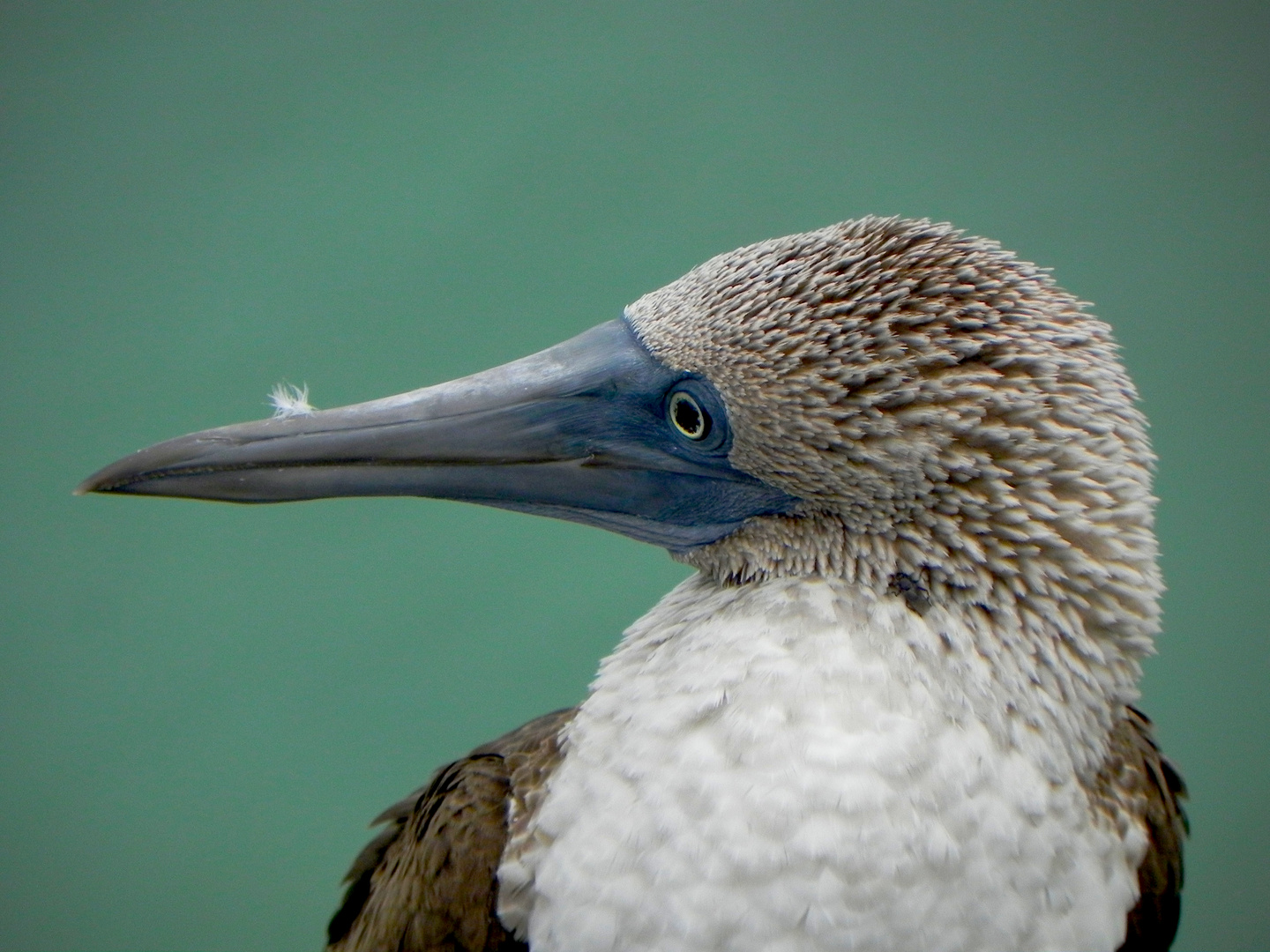 Blaufußtölpel_Galapagos