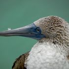 Blaufußtölpel_Galapagos