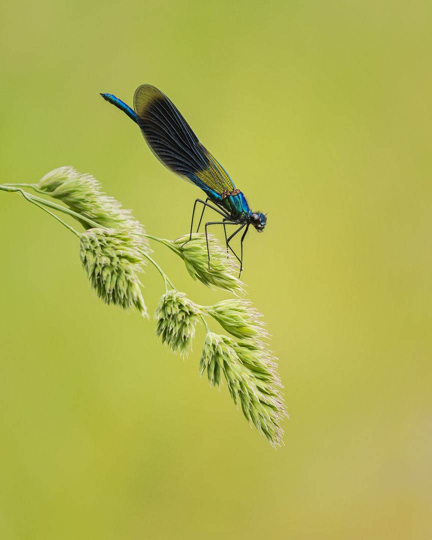 Blaugebänderte Prachtlibelle