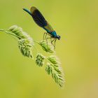 Blaugebänderte Prachtlibelle