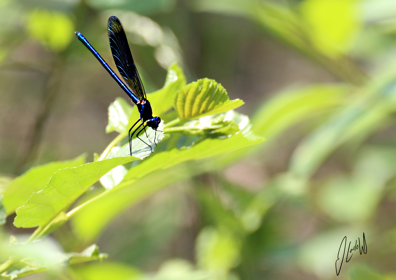 Blaugebänderte Prachtlibelle