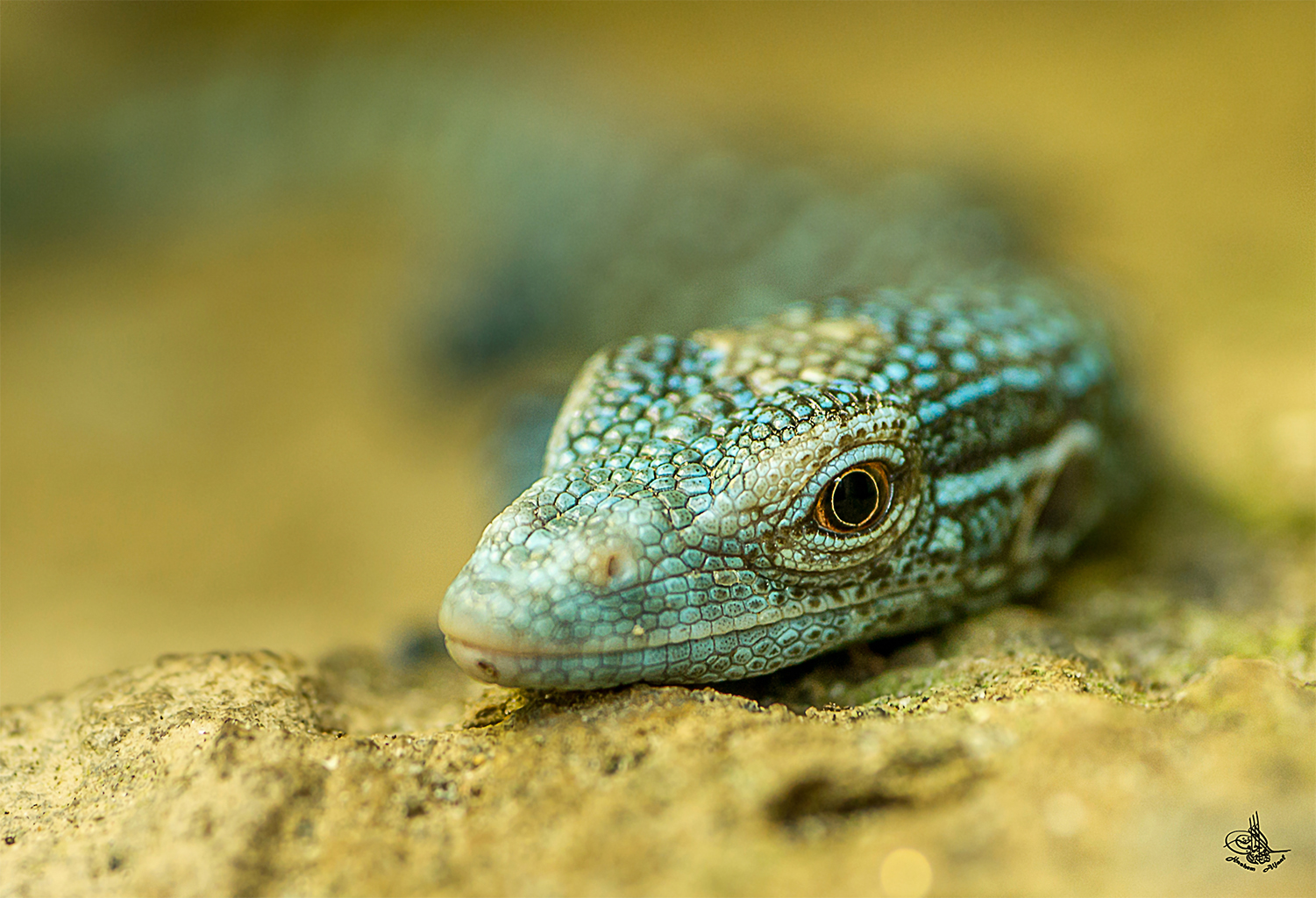 Blaugefleckter Baumwaran 2