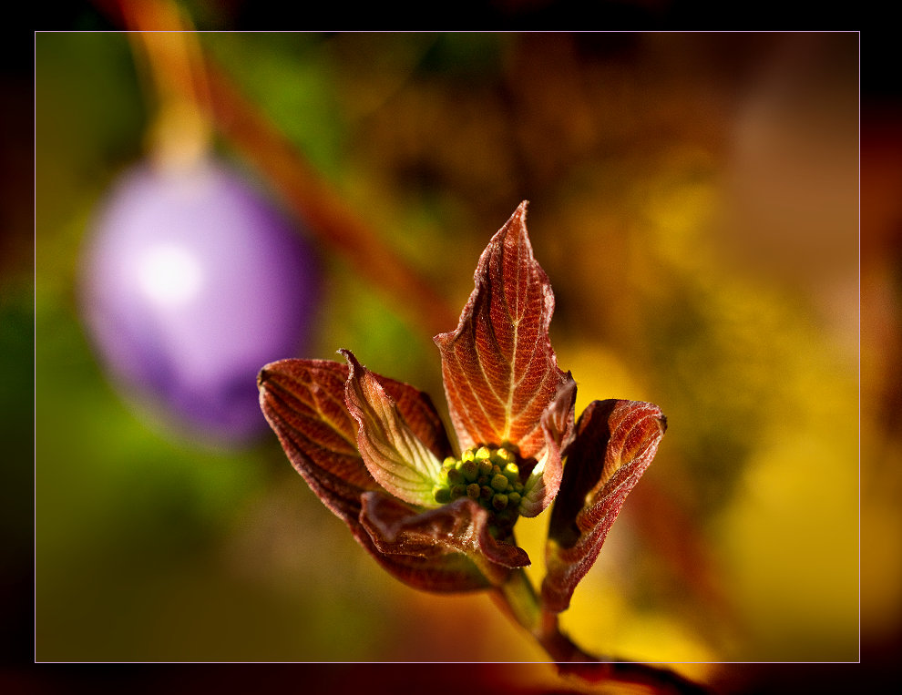 blaugefroren