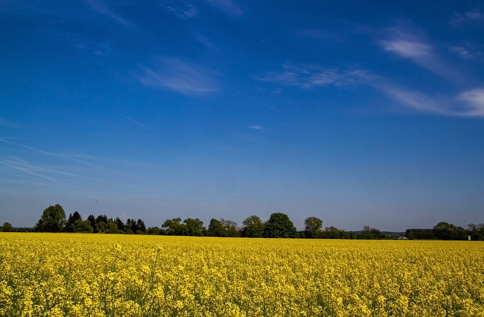 Blau/Gelb Foto & Bild | pflanzen, pilze & flechten, landschaft ...