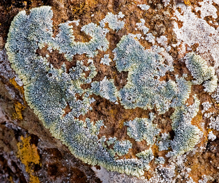 Blaugelb auf rotem Vulkangestein