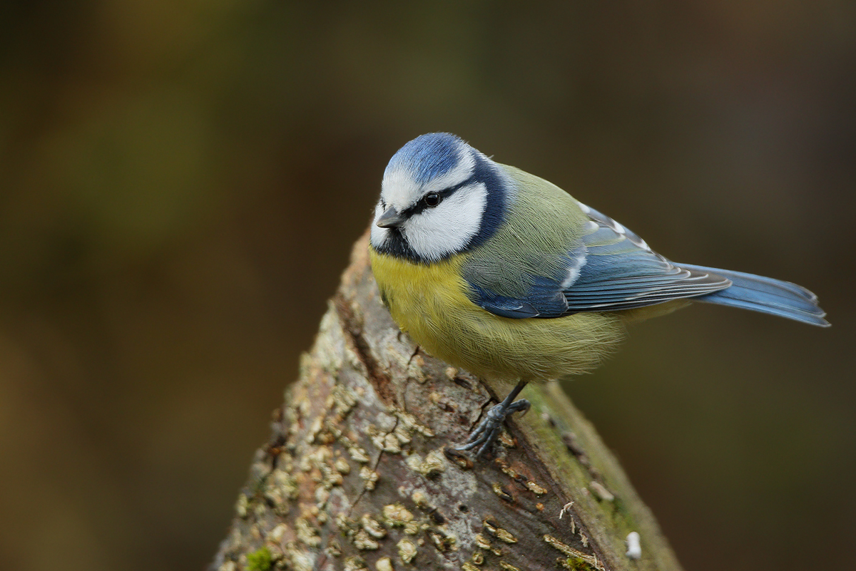 Blaugelber Federball