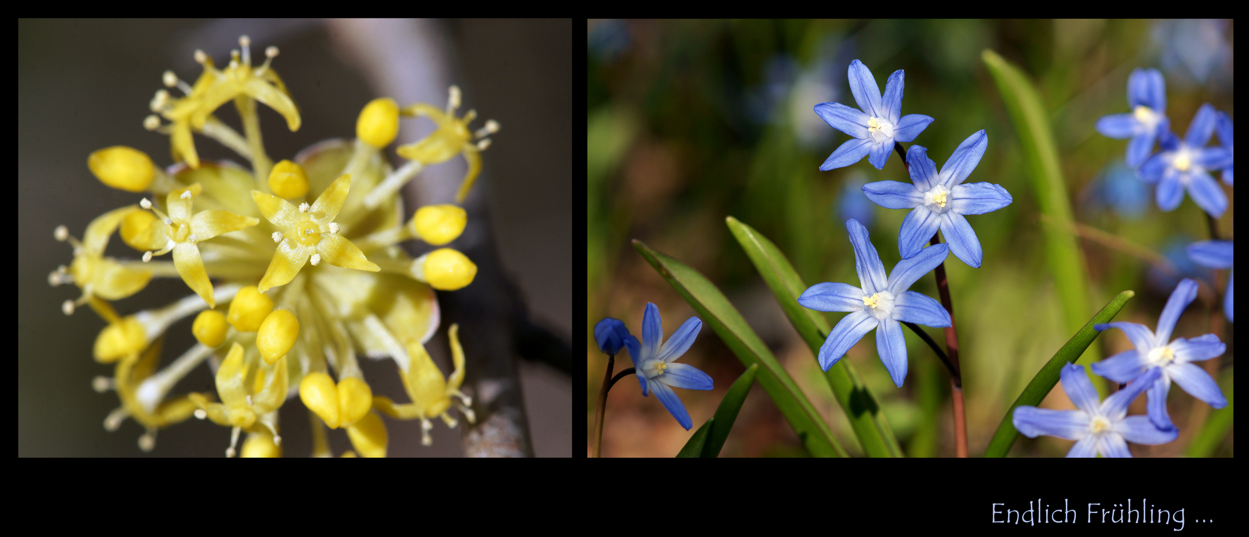 Blaugelber Frühling