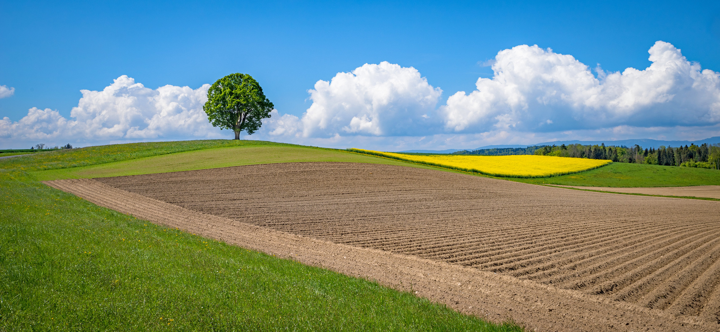 Blau/gelber Frühling bald für Alle ?