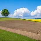 Blau/gelber Frühling bald für Alle ?