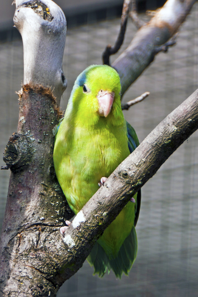 Blaugenick-Sperlingspapagei Foto & Bild | tiere, zoo, wildpark