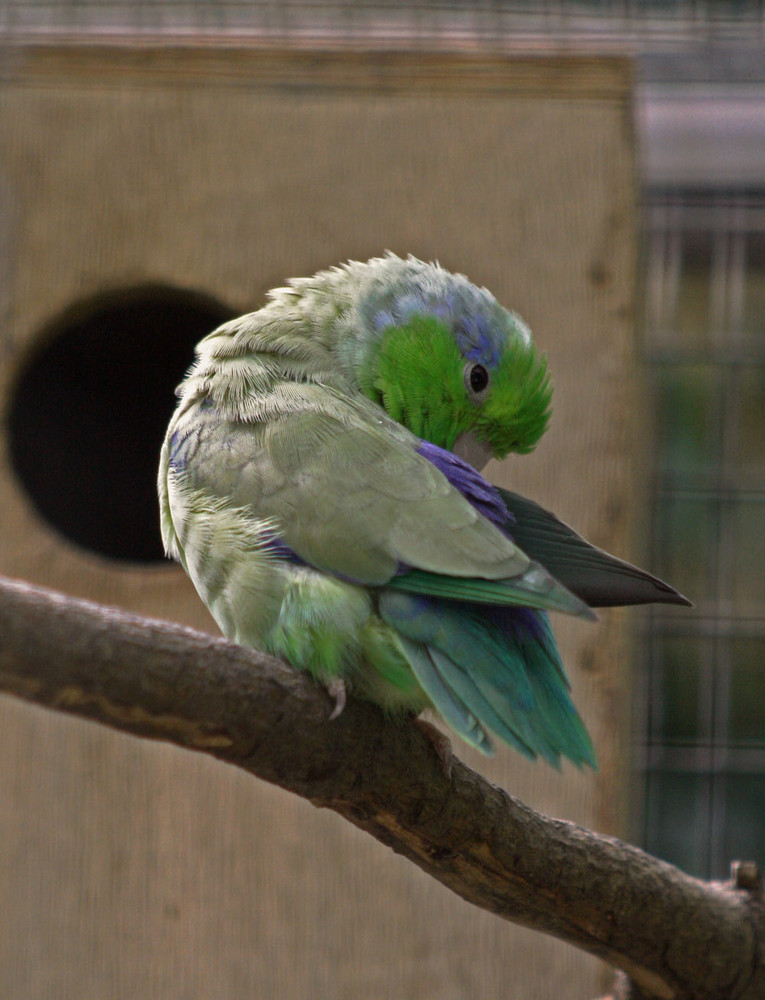 Blaugenick Sperlingspapagei