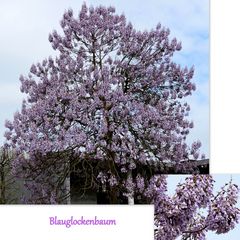 Blauglockenbaum