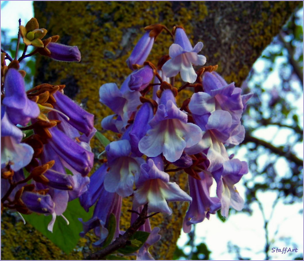 Blauglockenbaum