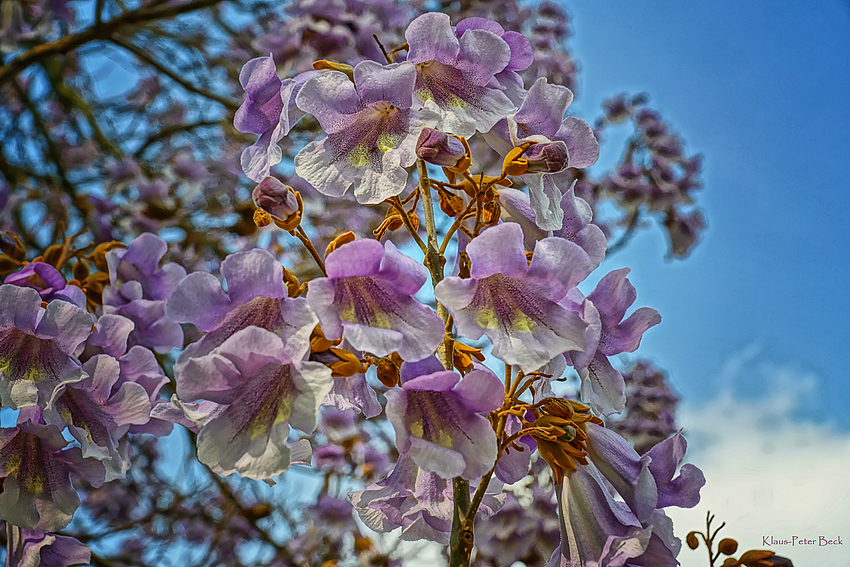 Blauglockenbaum