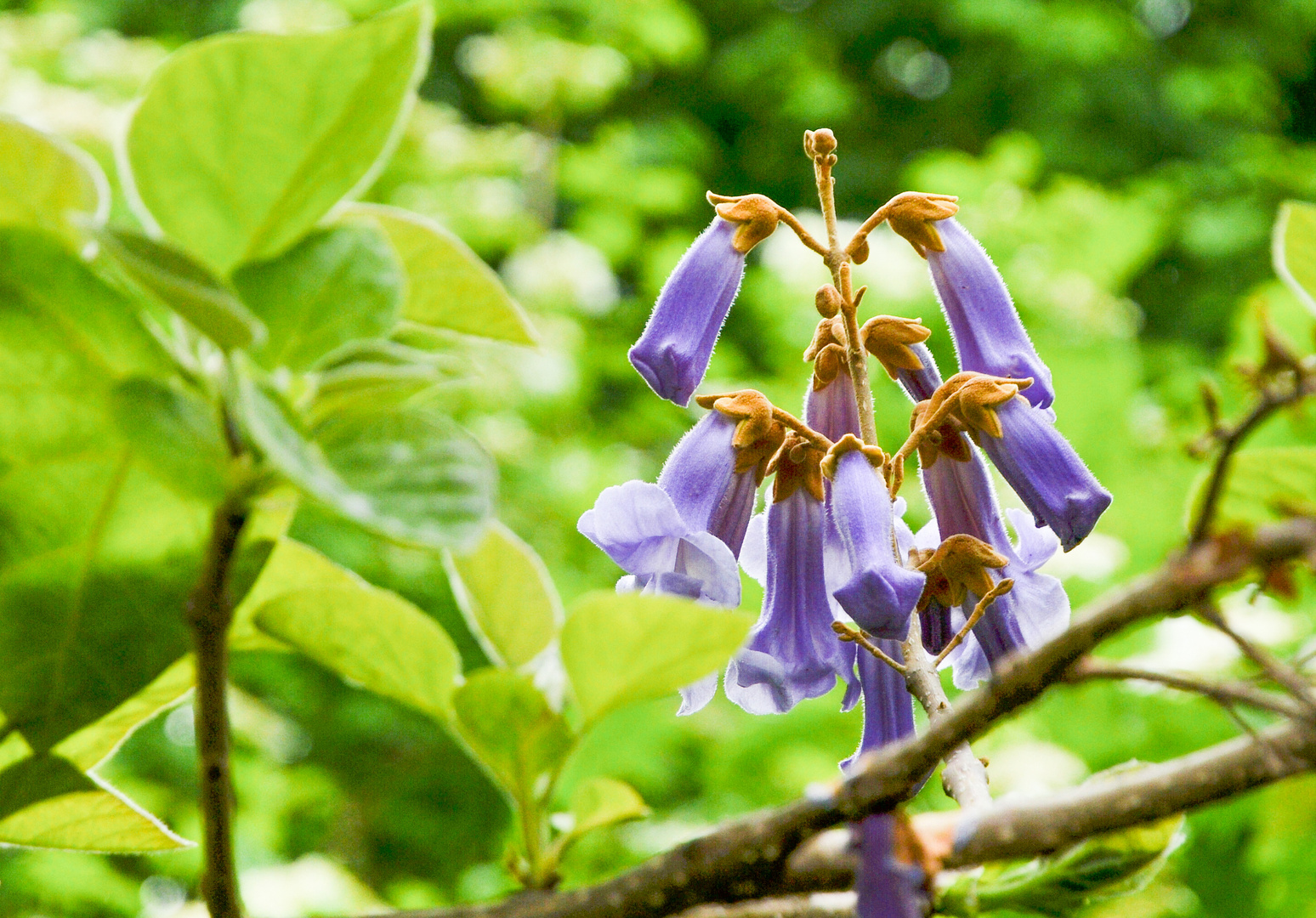 Blauglockenbaum