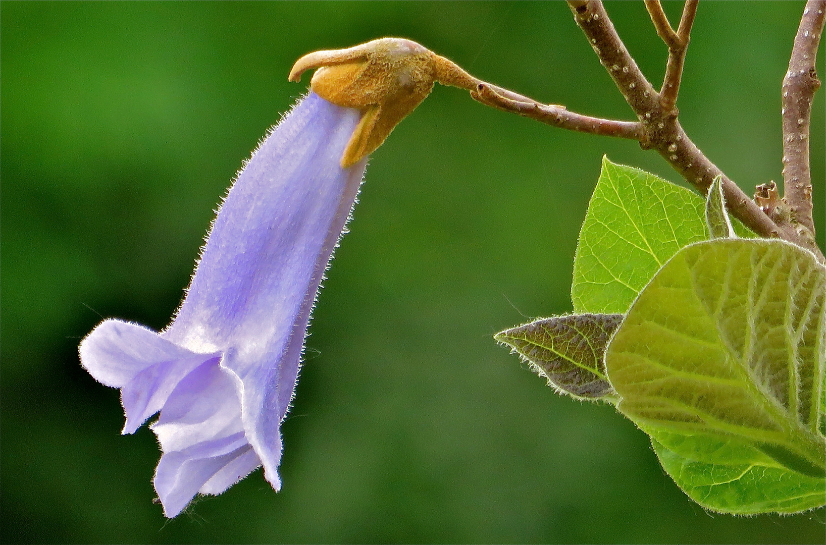 ... Blauglockenbaum-Blüte !!!...