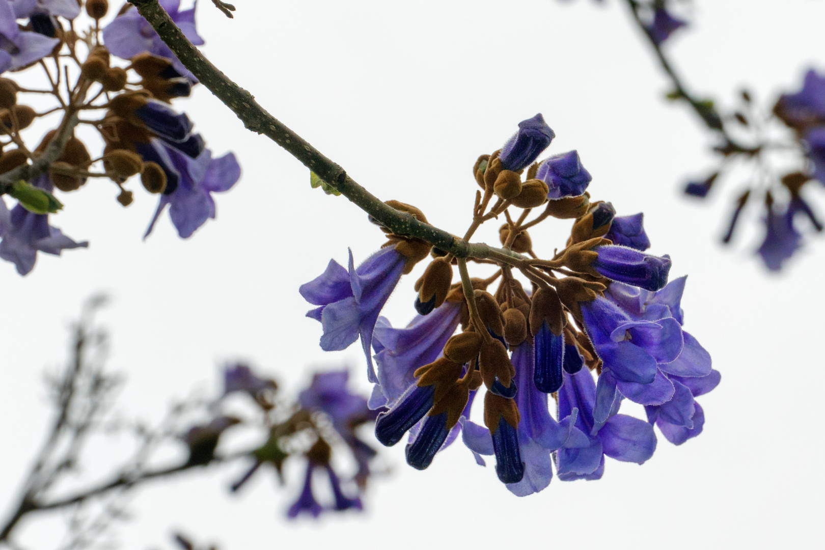 Blauglockenbaum 