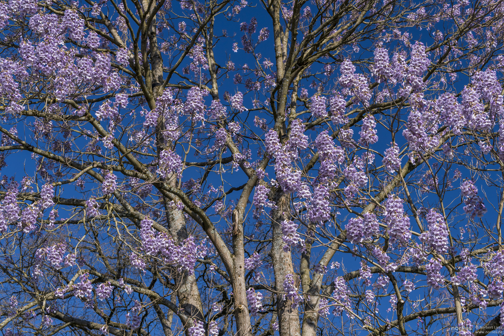 Blauglockenbaum Foto & Bild pflanzen, pilze & flechten, bäume