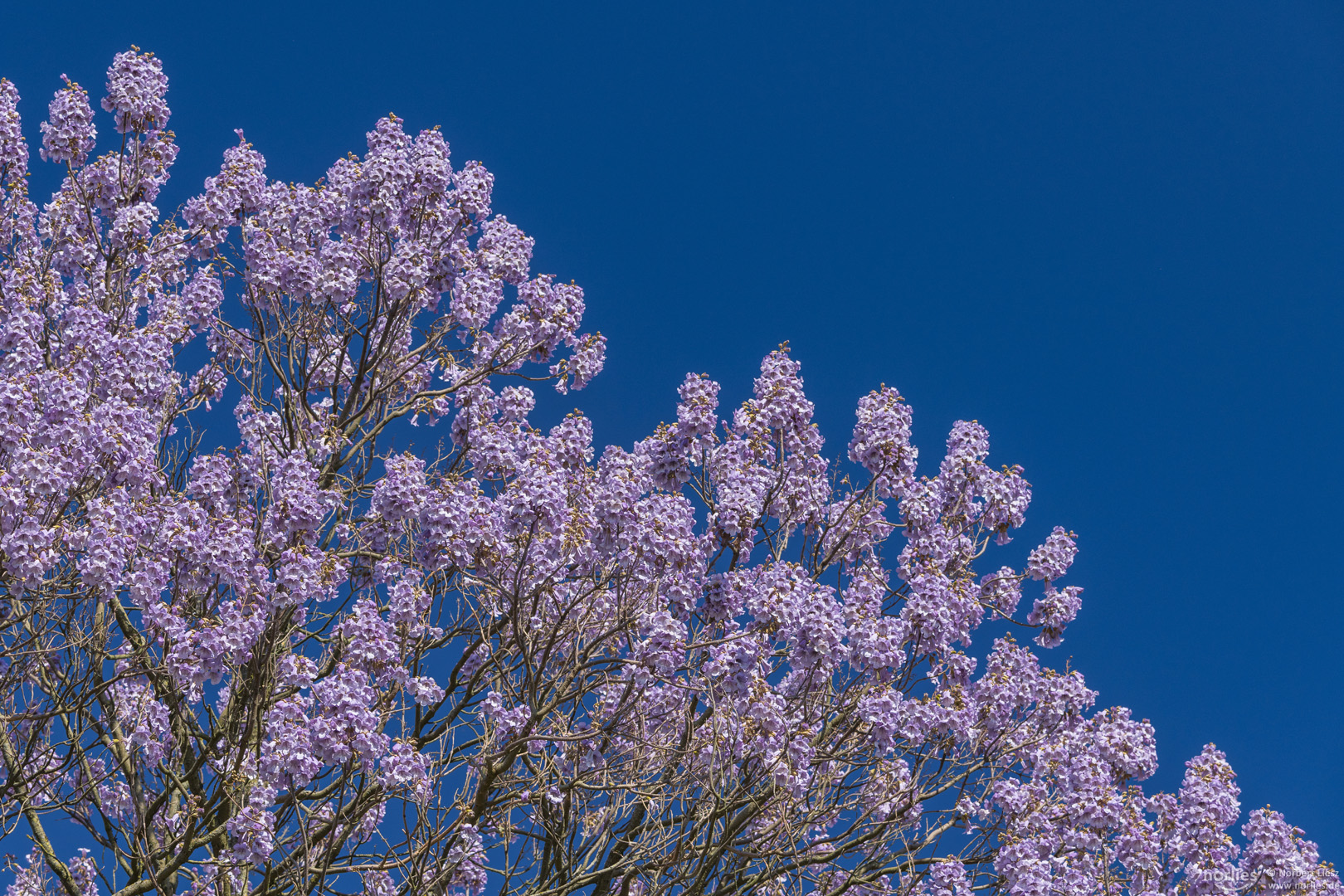 Blauglockenbaum in der Blüte