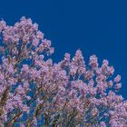 Blauglockenbaum in der Blüte