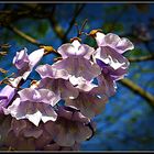 Blauglockenbaum in Vollblüte