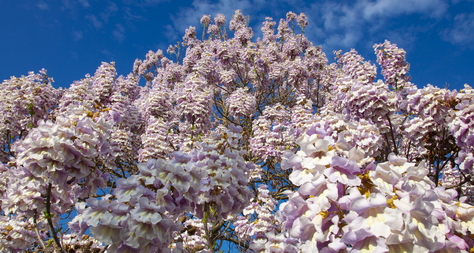 Blauglockenbaum (Kaiserbaum)