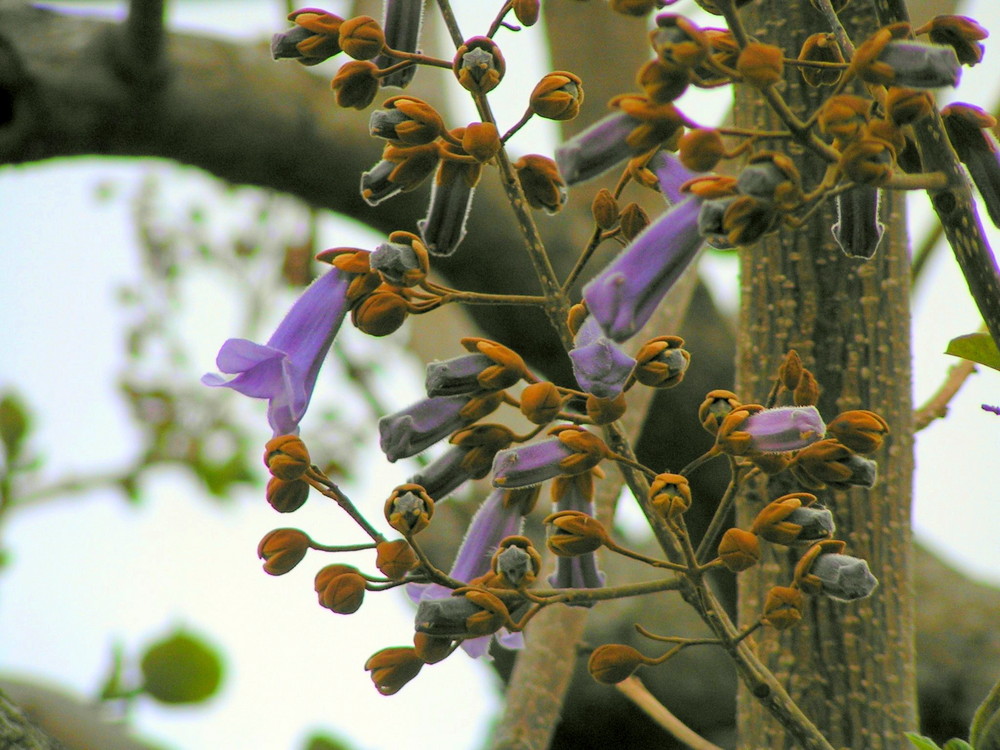 Blauglockenbaum (Paulownia tomentosa)