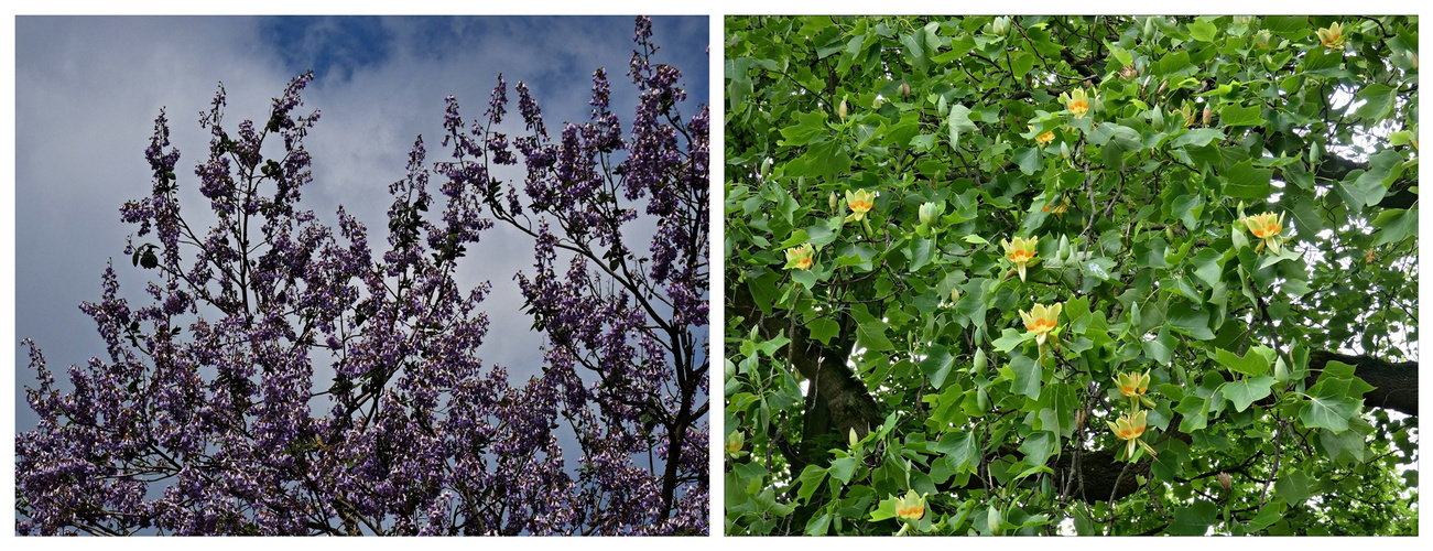 Blauglockenbaum - Tulpenbaum