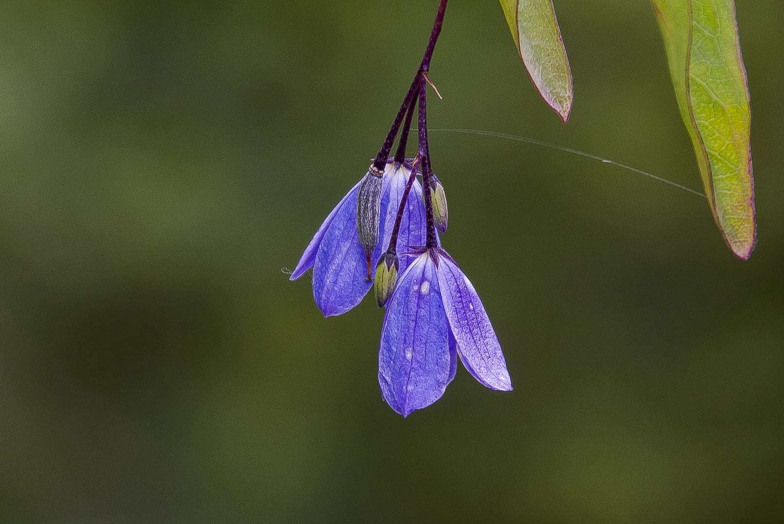 Blauglöckchen...