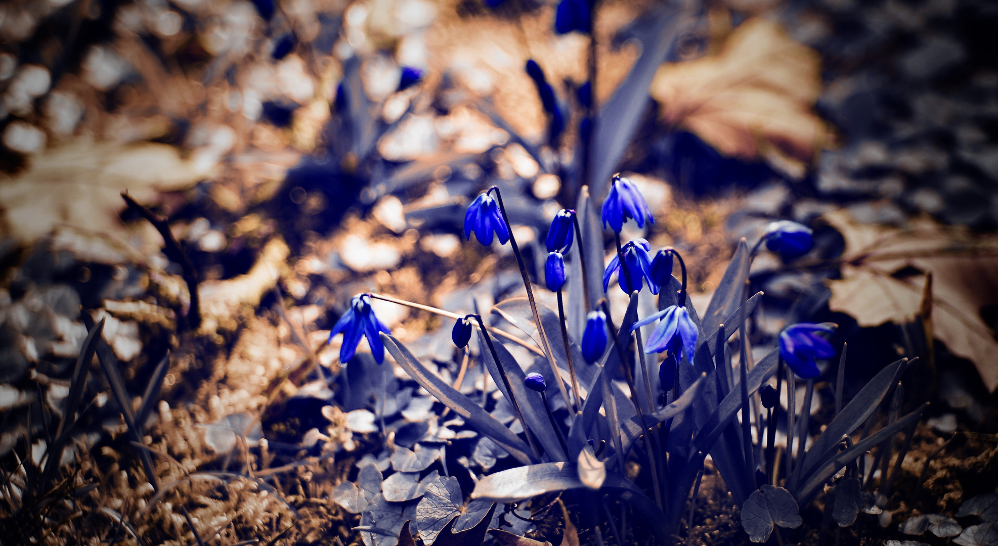 Blauglöckchen