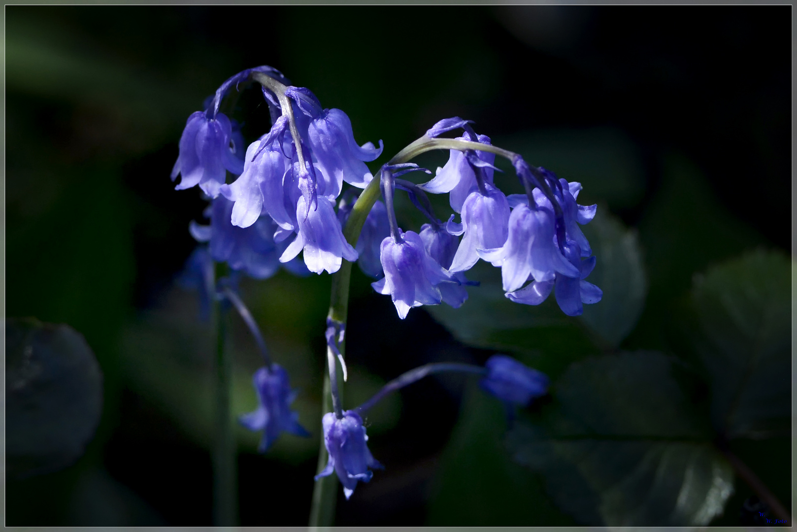 Blauglöckchen