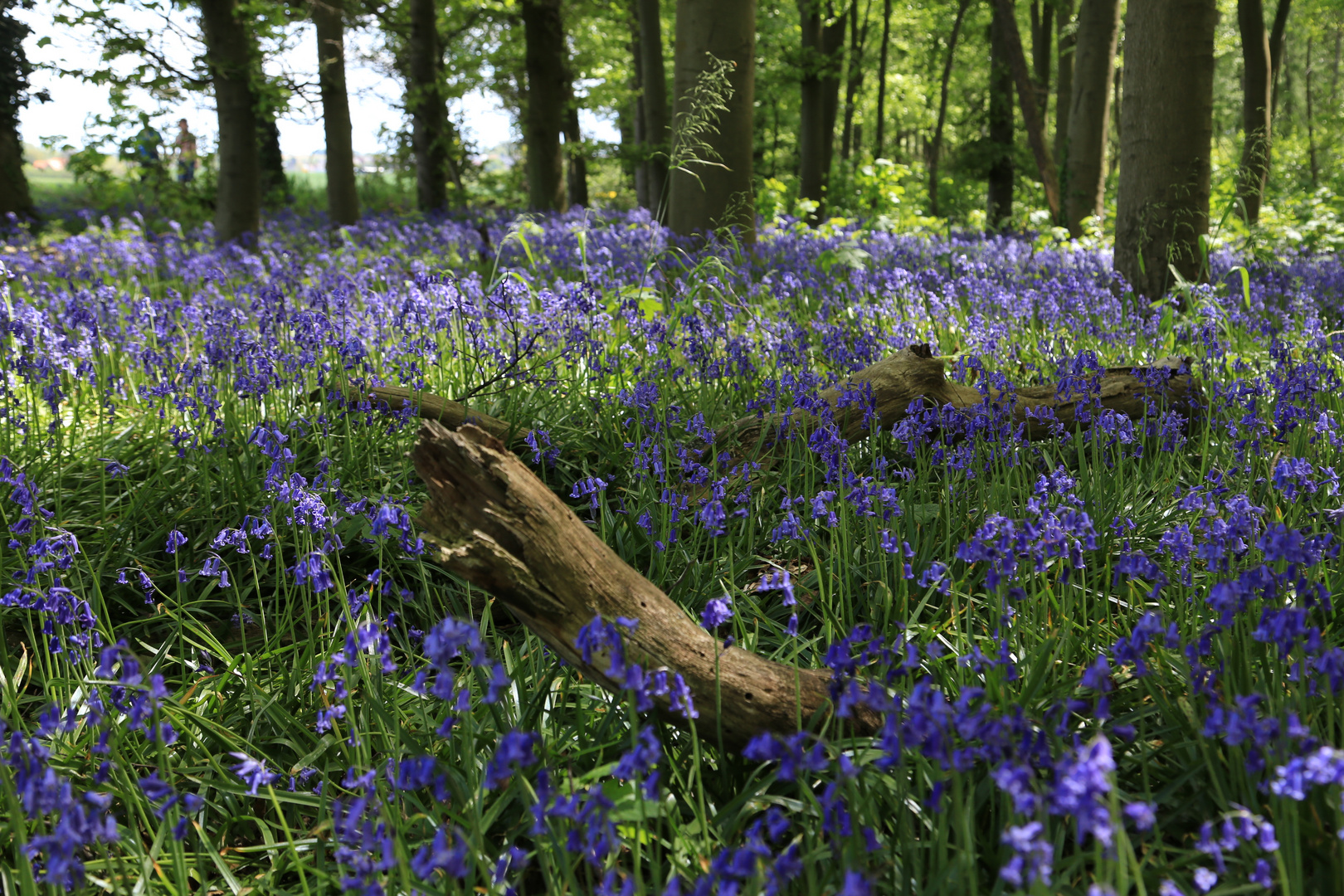 Blauglöckchen