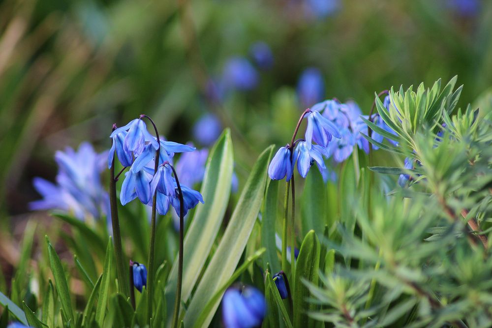 Blauglöckchen