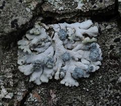 Blaugraue Schwielenflechte (Physcia caesia)