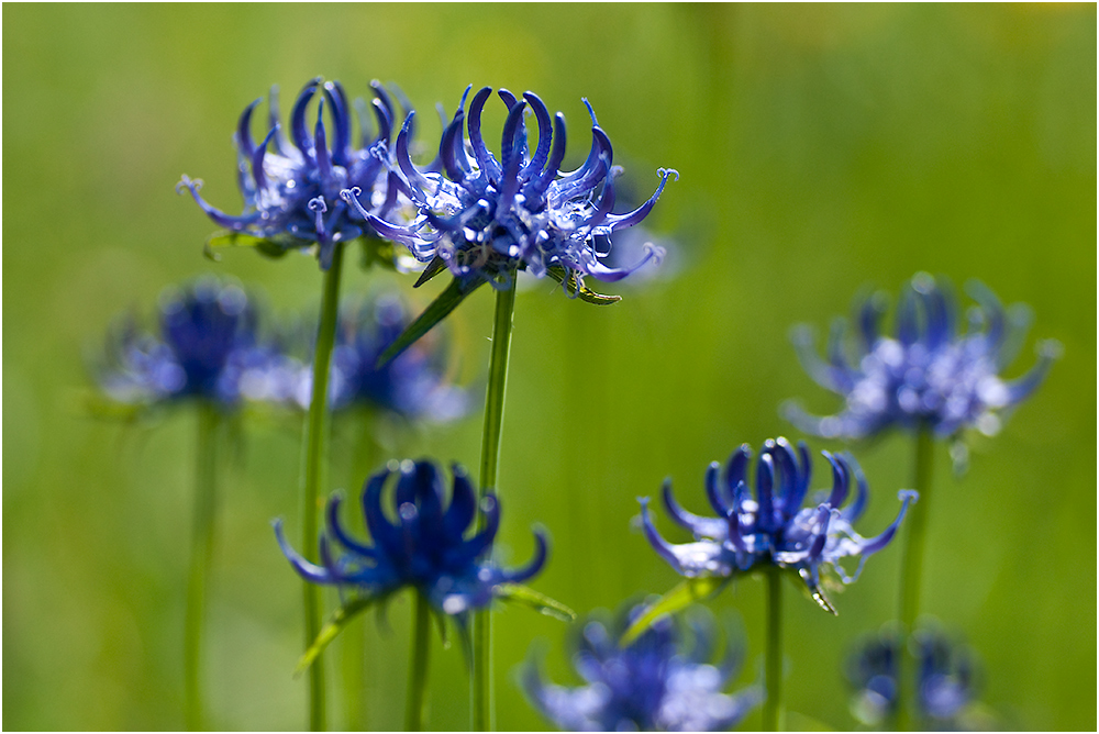 blau/grün