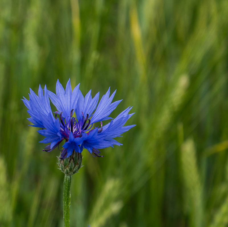 blau&grün