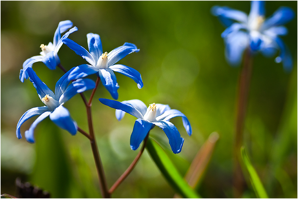 blau/grün