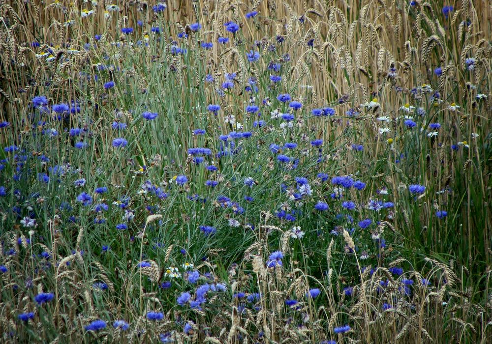 BlauGrün im KornFeld