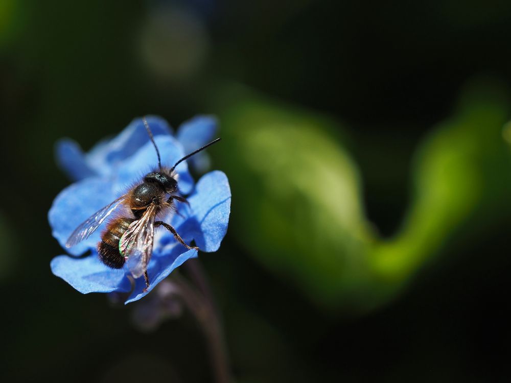 Blau.Grün. mit.....