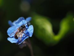 Blau.Grün. mit.....