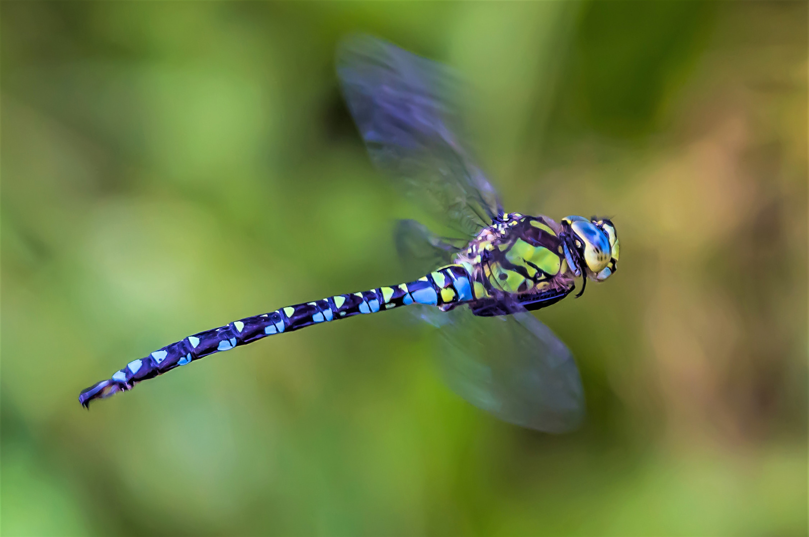 Blaugrüne Azurjungfer - Männchen im Flug