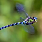 Blaugrüne Azurjungfer - Männchen im Flug