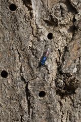 Blaugrüne Goldwespe (Trichrysis cyanea)