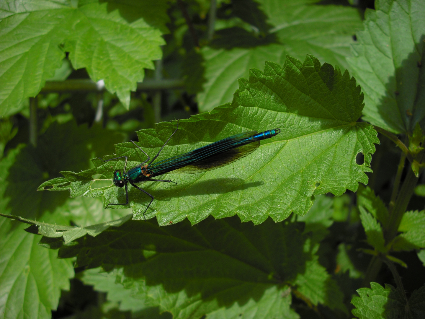 blaugrüne Libelle