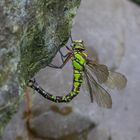 Blaugruene Mosaikjungfer