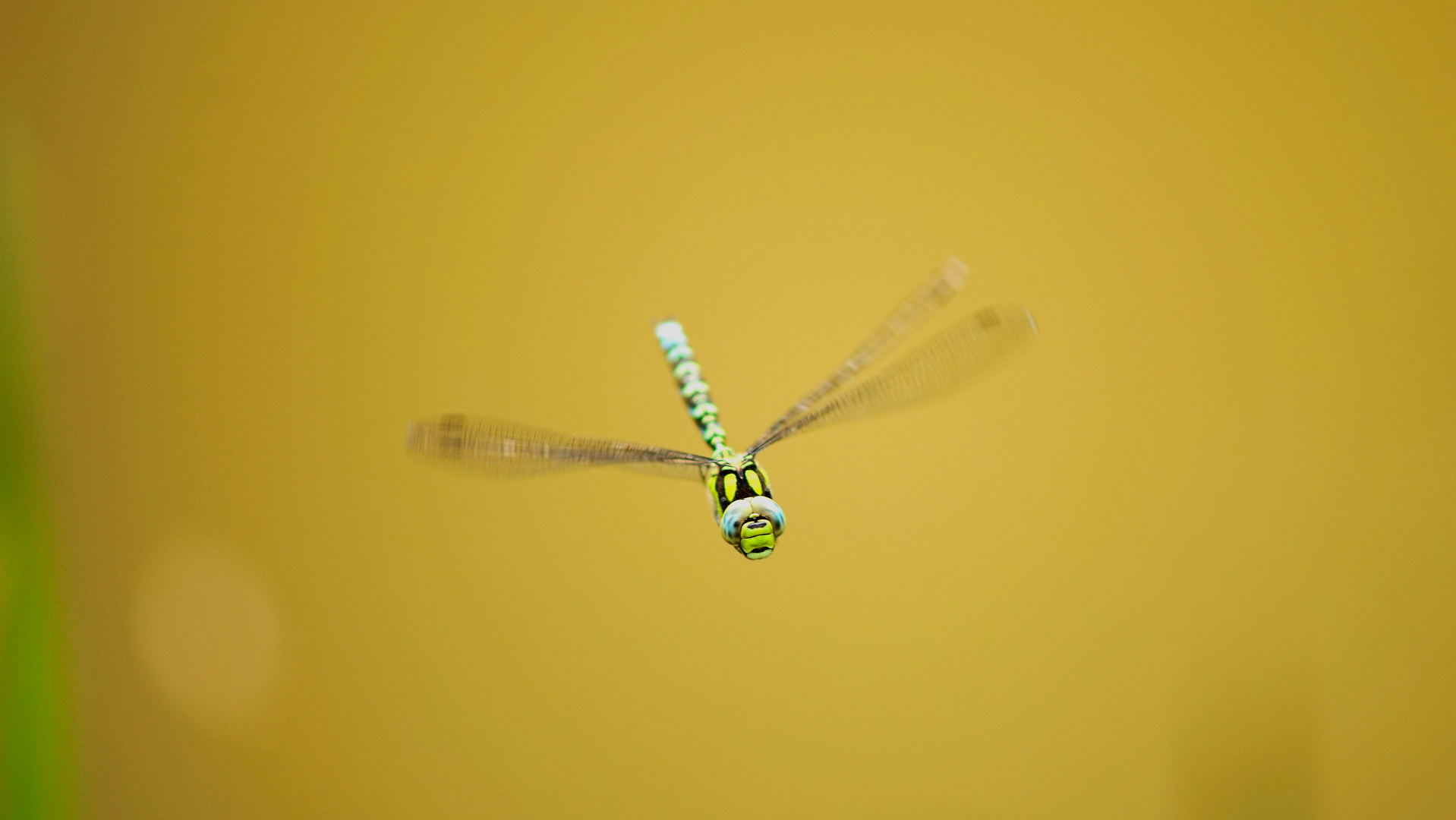 Blaugrüne Mosaikjungfer( Aeschna cyanea) im Flug