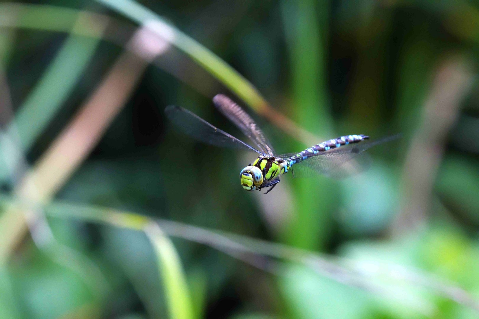 Blaugrüne Mosaikjungfer, Aeschnea cyanea, 16.09.2018